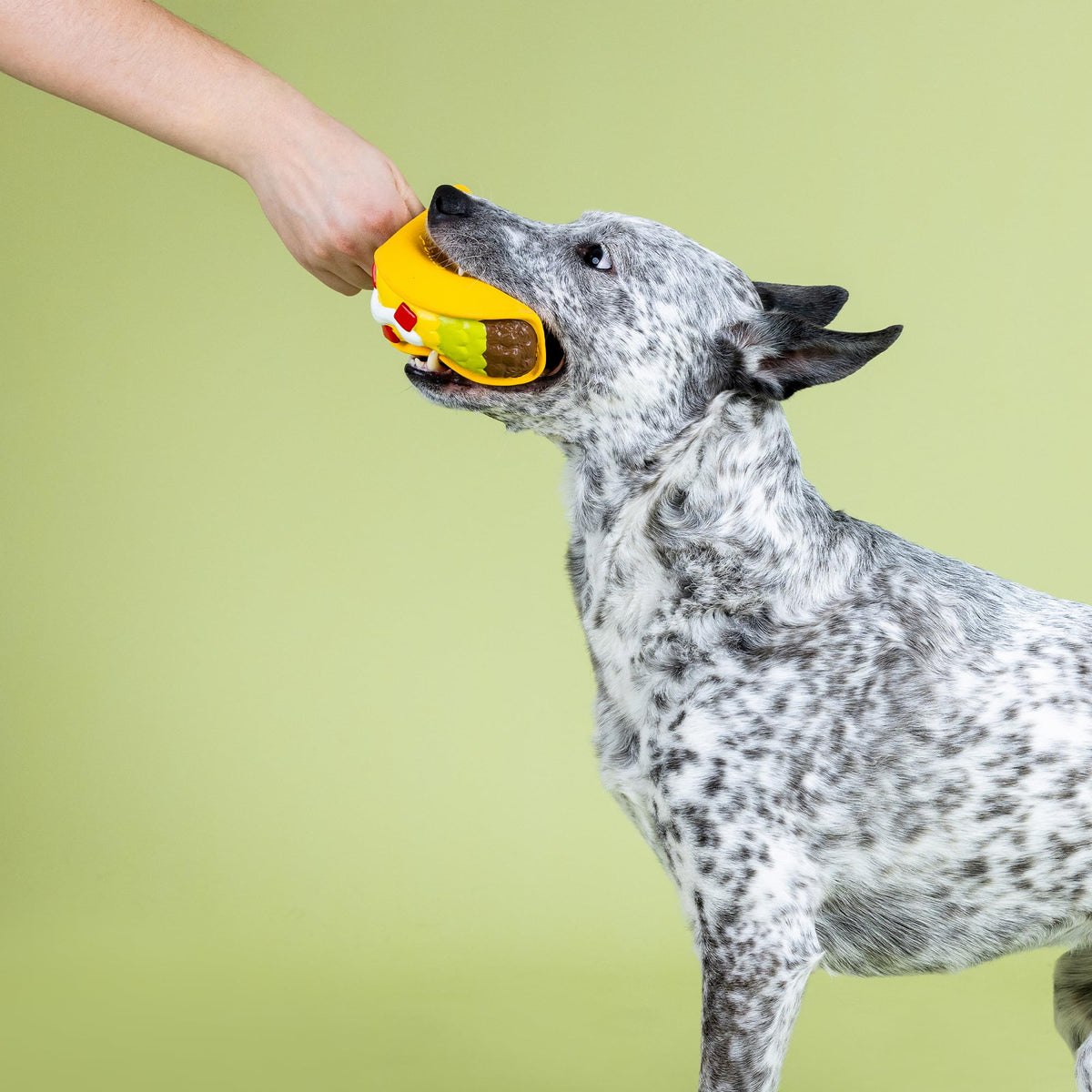 Latex Dog Toy G94066
