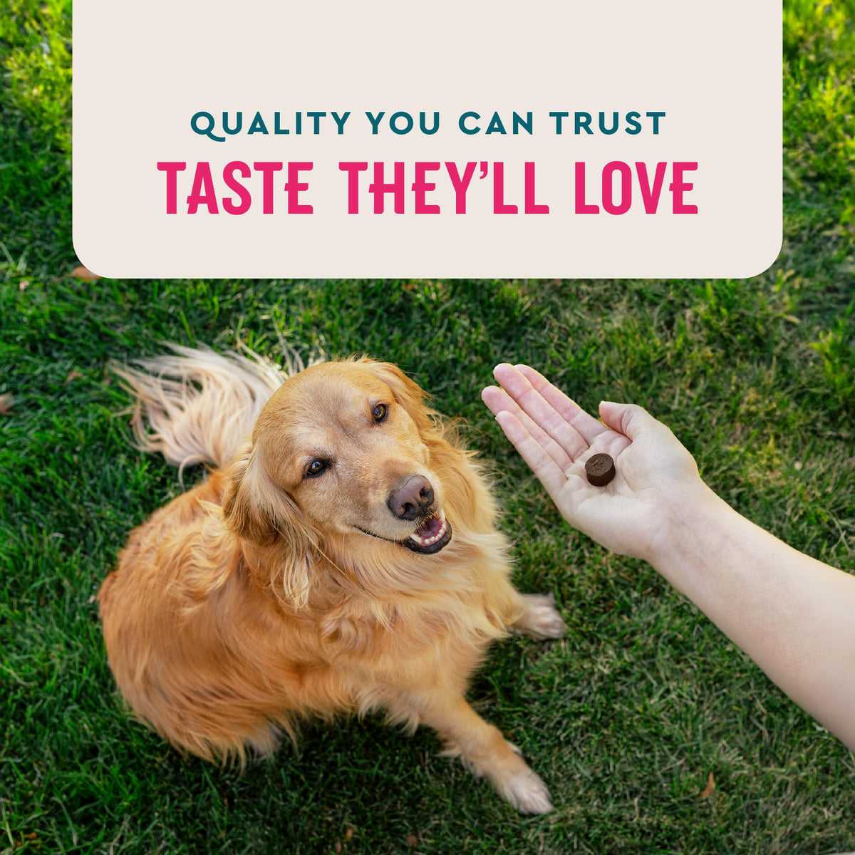 60 Count Dog Multivitamin D798904